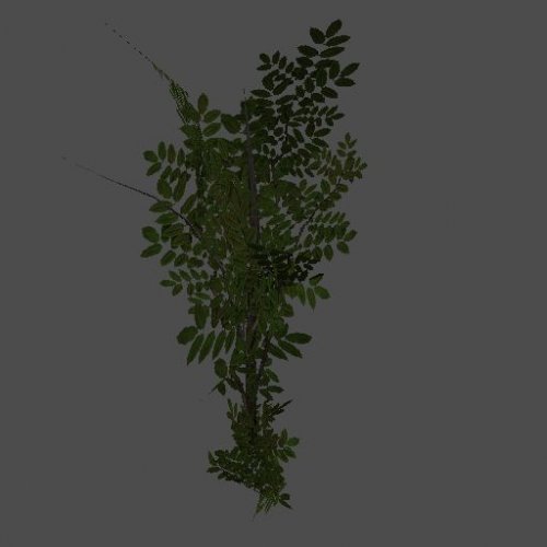 bush