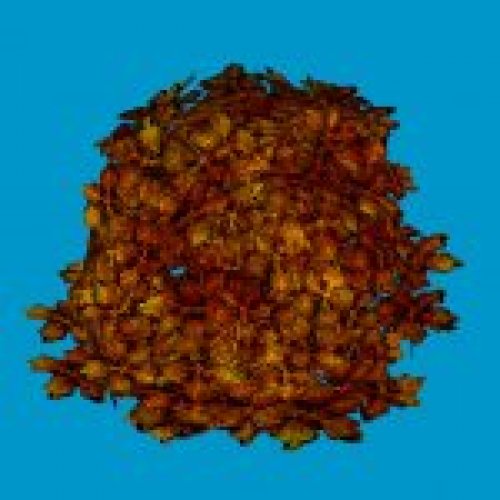 jn sanicle shrub orange