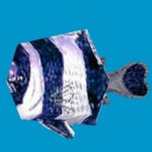 prop damselfish