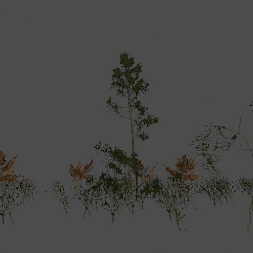 skogsris