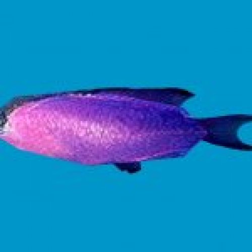 prop grammabasslet