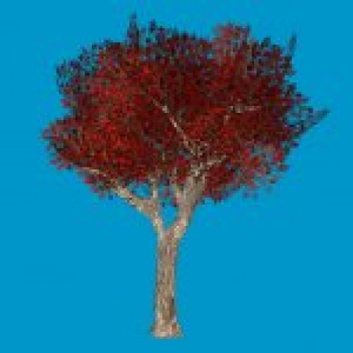 oak_tree2_rl