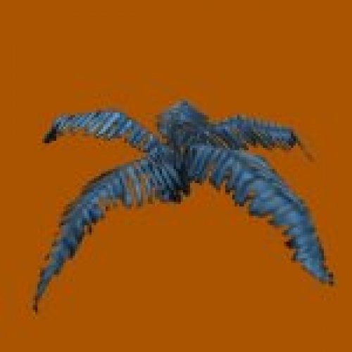 blue fern2