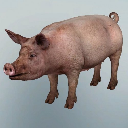 PIG