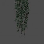 pc_Hanging_Ivy_B