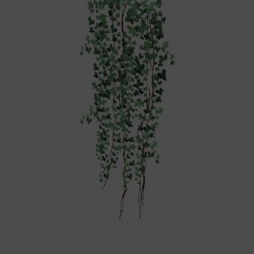 pc_Hanging_Ivy_B