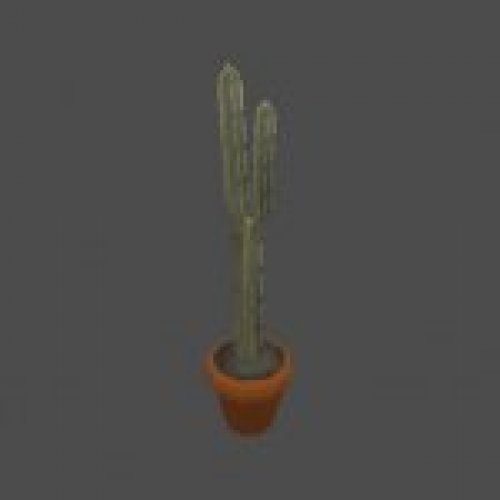 cactus
