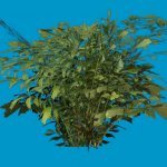 foliage 01
