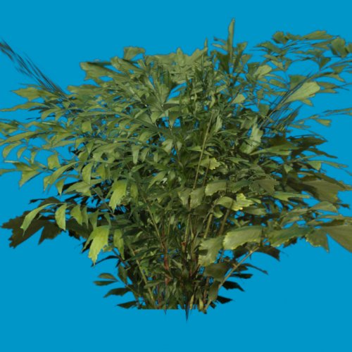 foliage 01