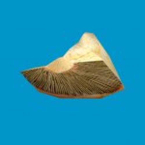 jn_orange_mushroom_01_gib01