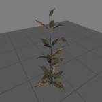 plant5