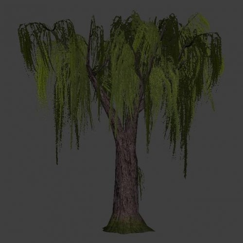 Плакучая ива