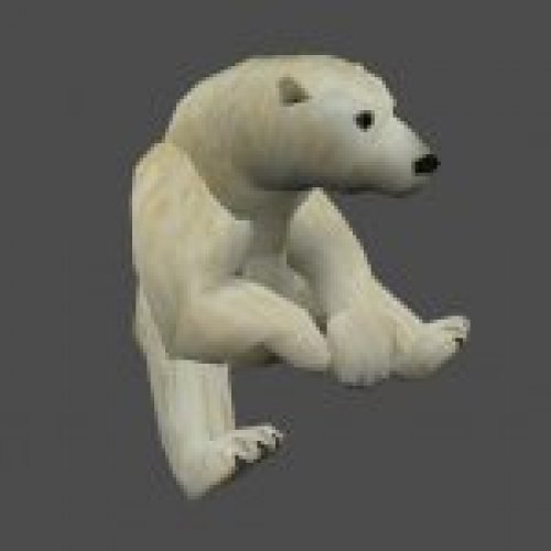 bear_intro