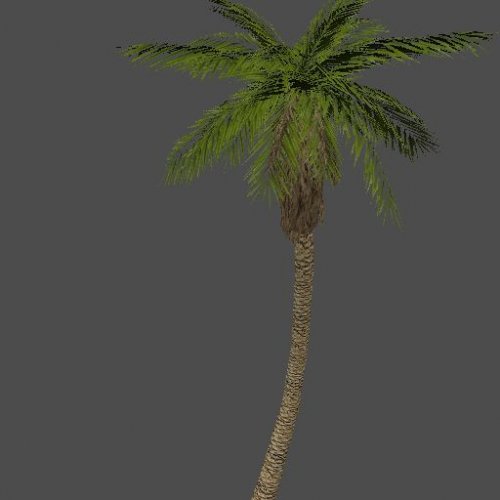 datepalm