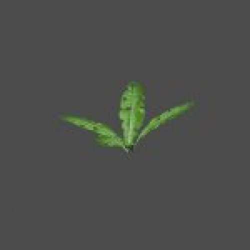bush7