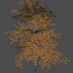 mex_bereza_yellow_2