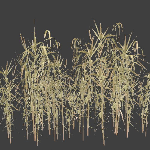 reed_02