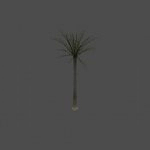 palm01