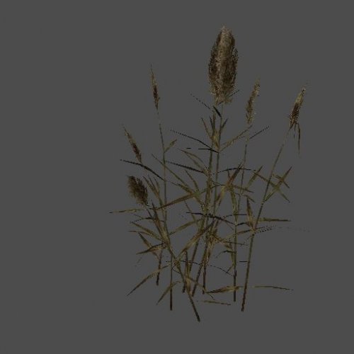 bulrush_szp_04