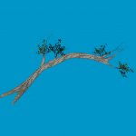 tree08 sg