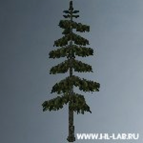 jed_tallpine_med.zip
