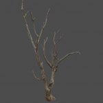 mex_desert_tree_2
