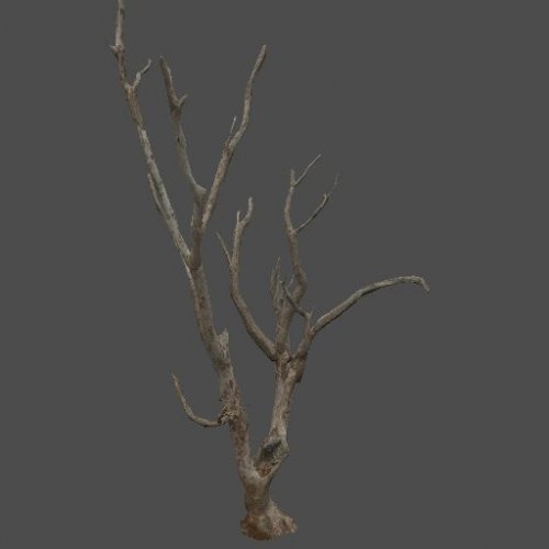 mex_desert_tree_2