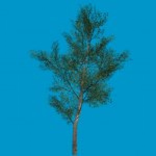 tree_alder
