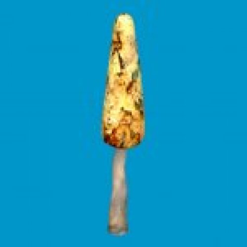 sta_long_shroom