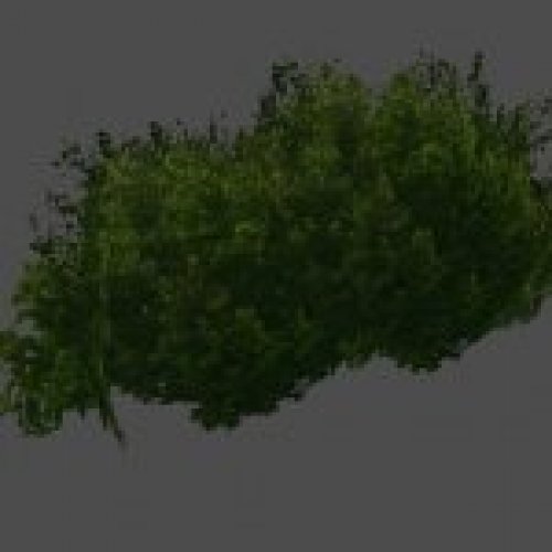 s_bush