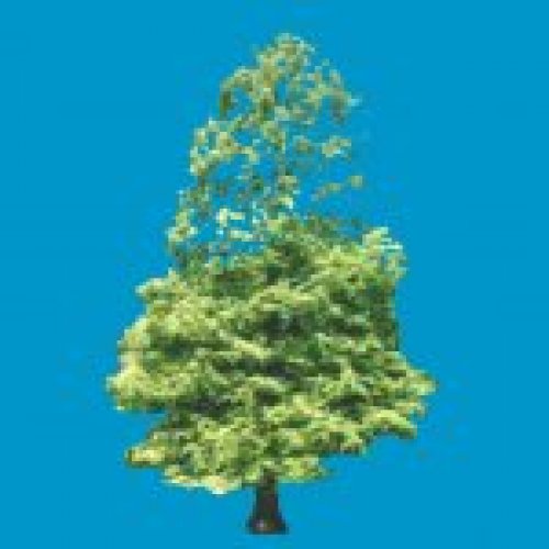 skybox_baum02
