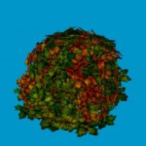 jn sanicle shrub orangeyellow