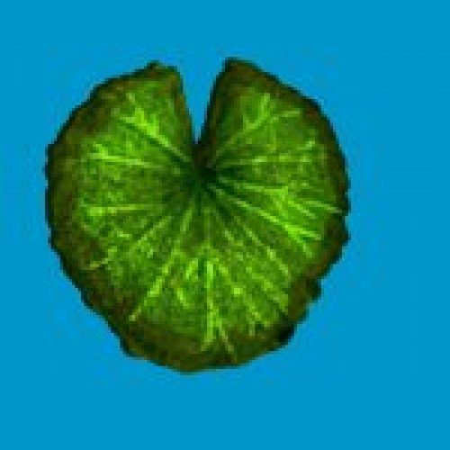 lilly pad 02