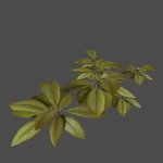 me3_Dream_Plant04