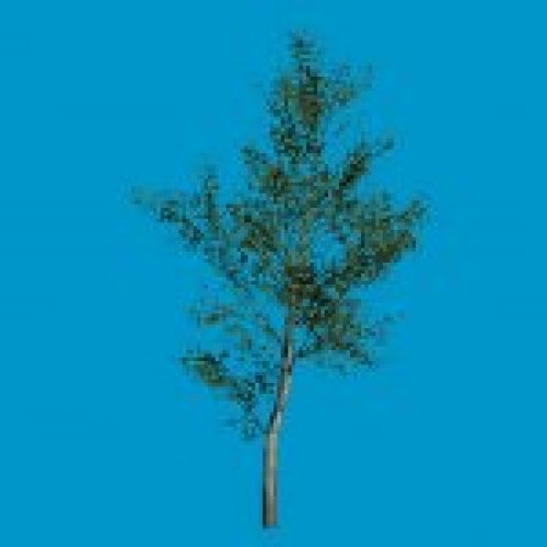 tree_alderskybox