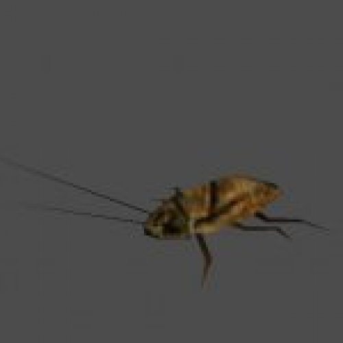 roach