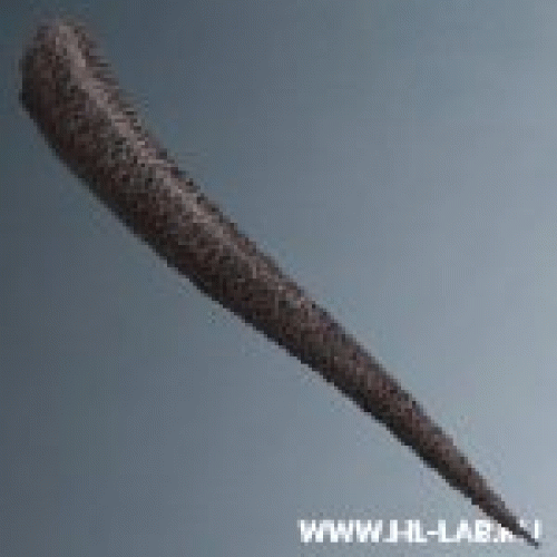 renesaurtail.zip