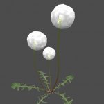 mex_dandelion_01_04
