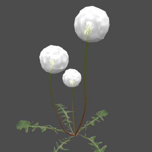 mex_dandelion_01_04
