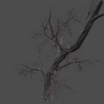 AF_drytree_3