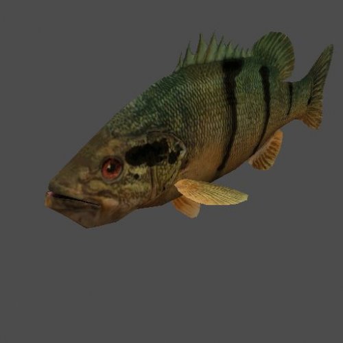 D1_COOKINGFISH_Fish