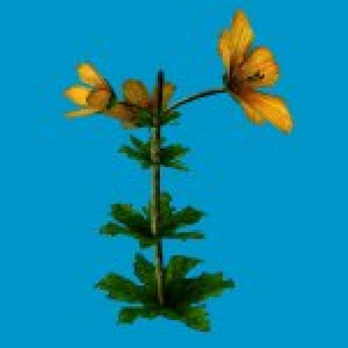 jn monkeyflower single
