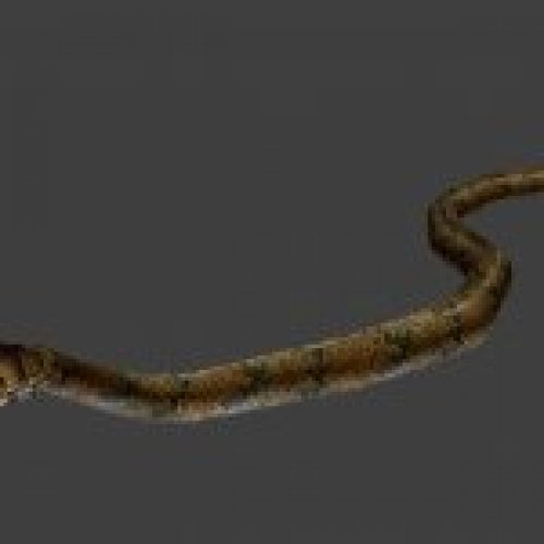 snake