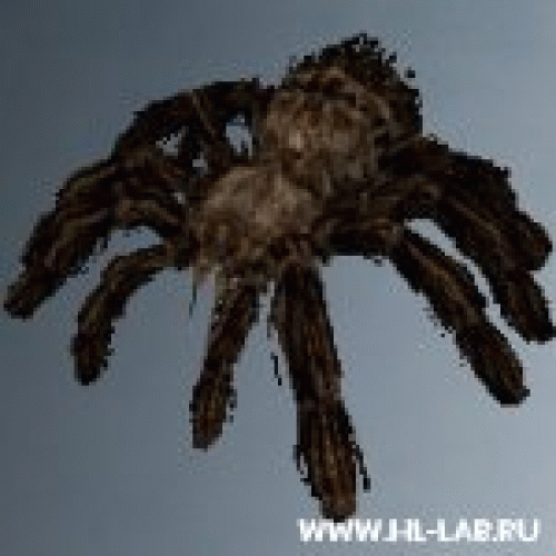 black_tiger.zip