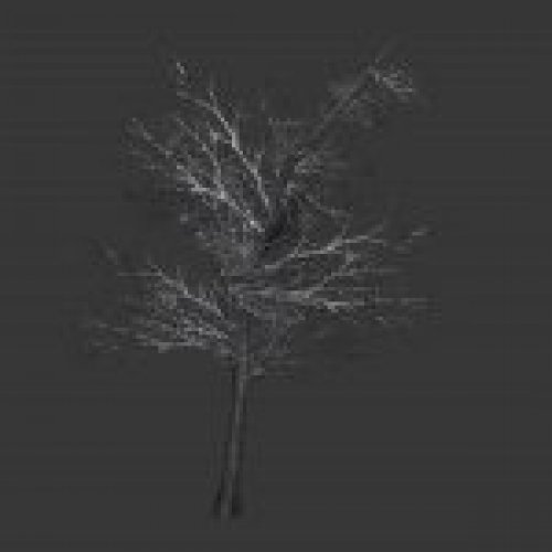 tree_noleaves2.mdl