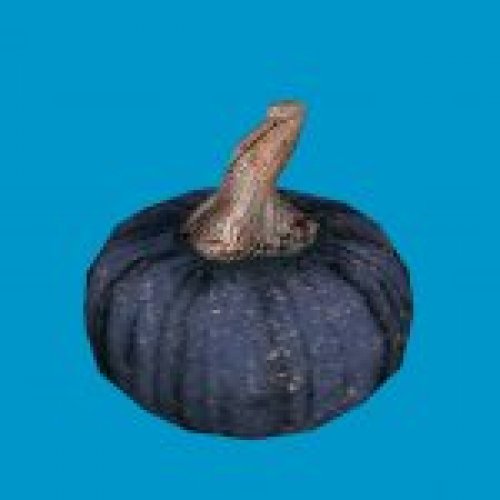 squash01