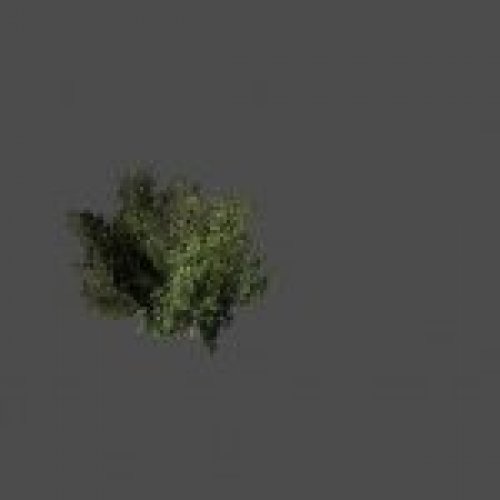 bush11