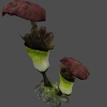 xen_fungus