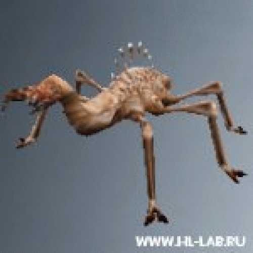 critter.zip