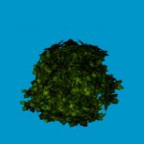 jn sanicle shrub green
